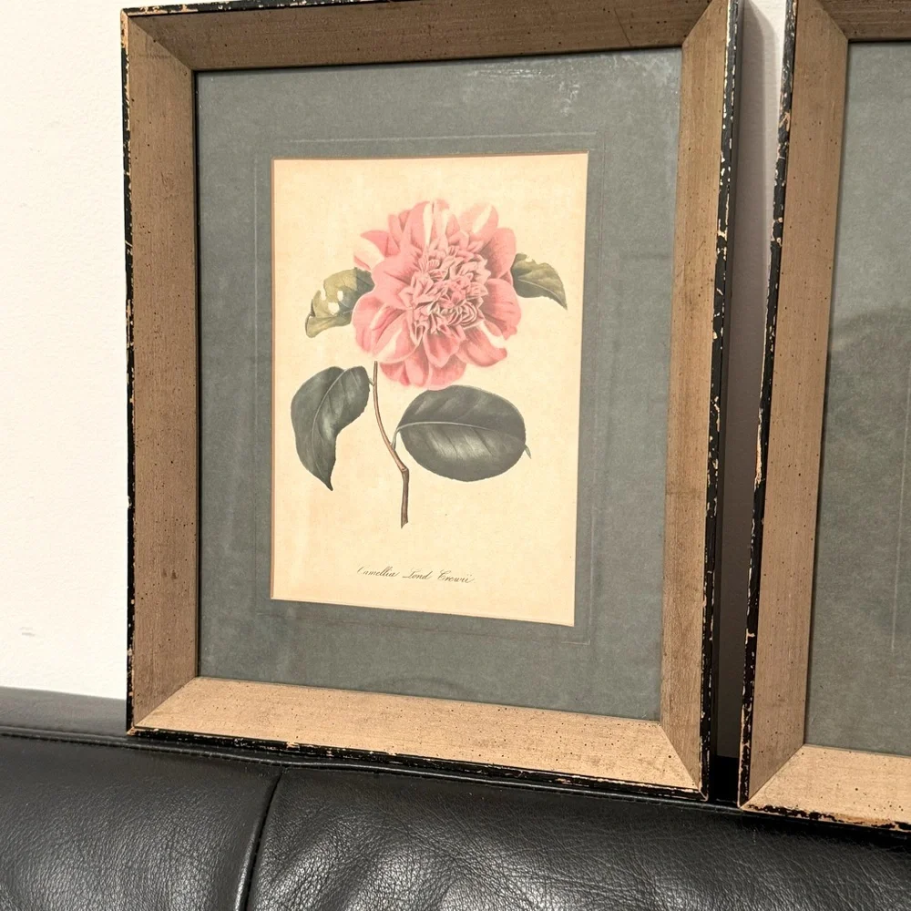 2 Vintage 1950s Framed Camellia &  agnes harrison Lithographs 11.25